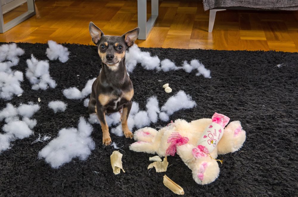 Home-alone boredom busters for dogs - keep them safe, busy