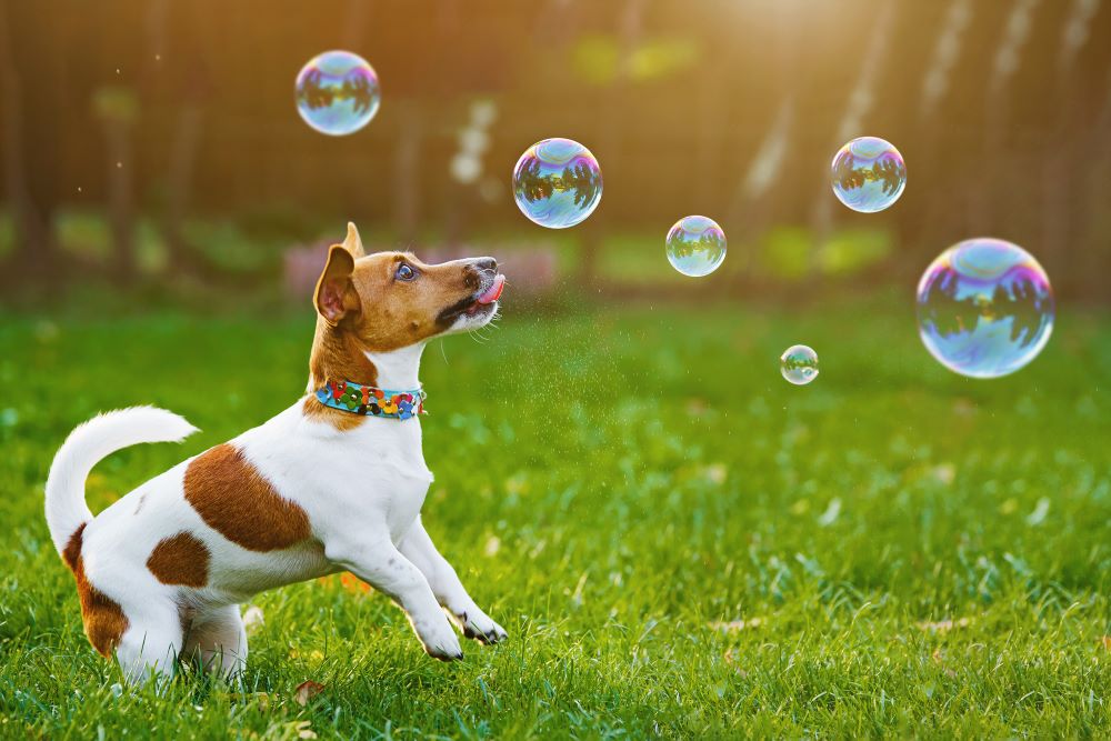 https://bowwowinsurance.com.au/wp-content/uploads/2022/04/shutterstock_485282986-ed-Puppy-jack-russell-playing-with-soap-bubbles-in-summer-outdoor..jpg
