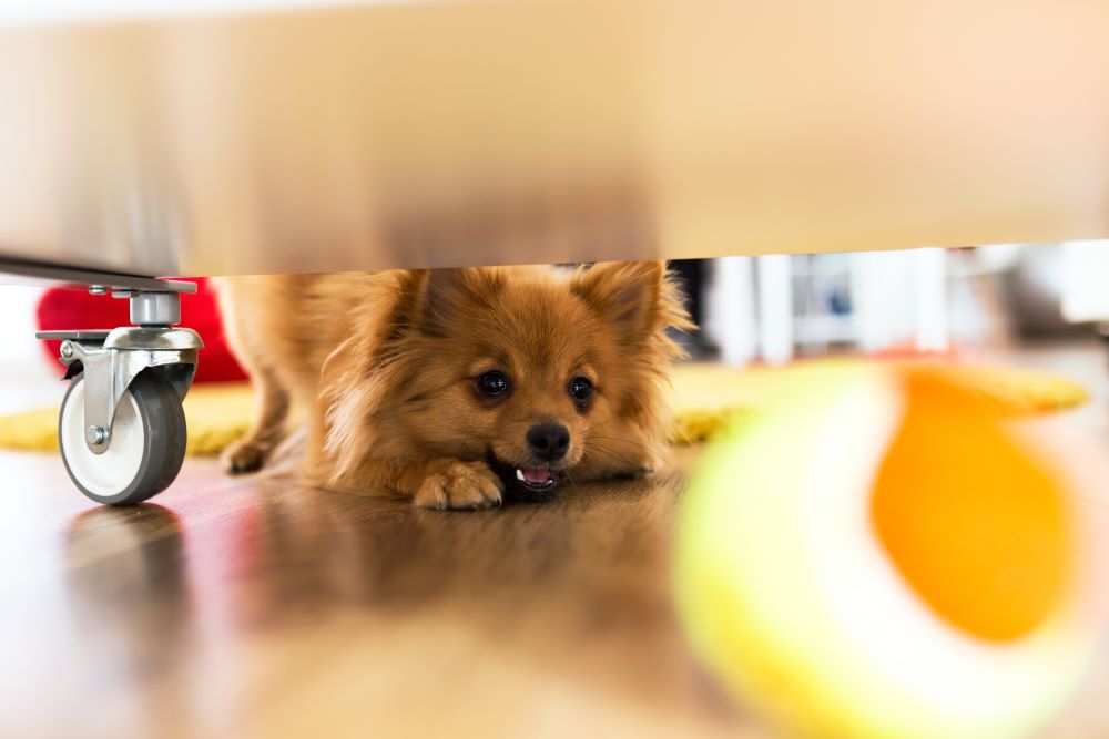 https://bowwowinsurance.com.au/wp-content/uploads/2022/04/shutterstock_611550572-ed-Portrait-of-beautiful-dog-playing-with-ball-at-home..jpg
