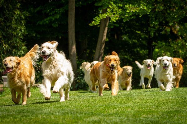 A group of playful pedigreed Golden Retriever dogs are running through a field