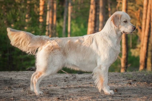 golden retriever stands in profile in the forest