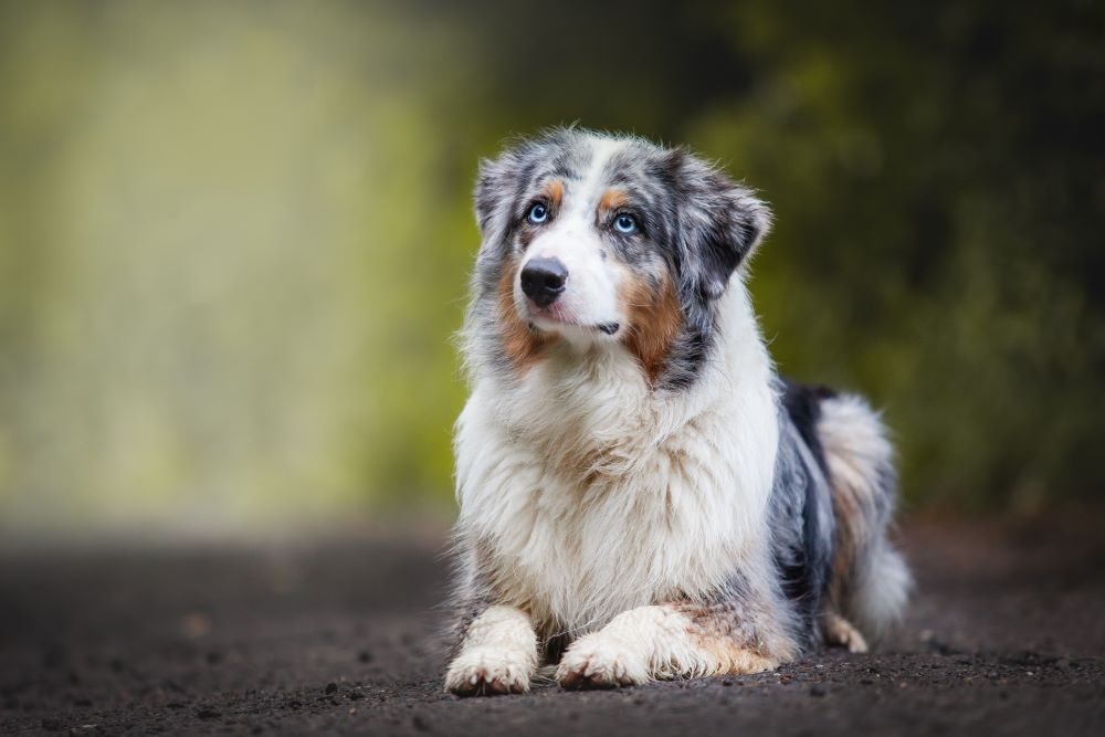 Cute and lovely Australian shepherd dog
