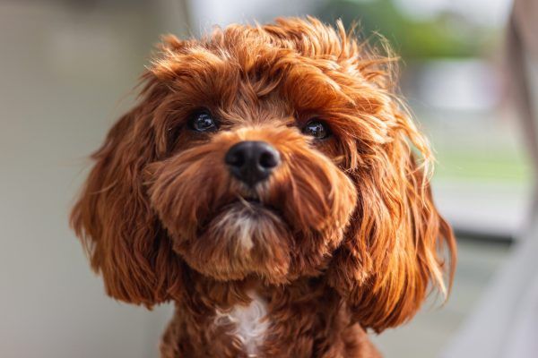 Cavoodle dog breed Bow Wow Meow Pet Insurance