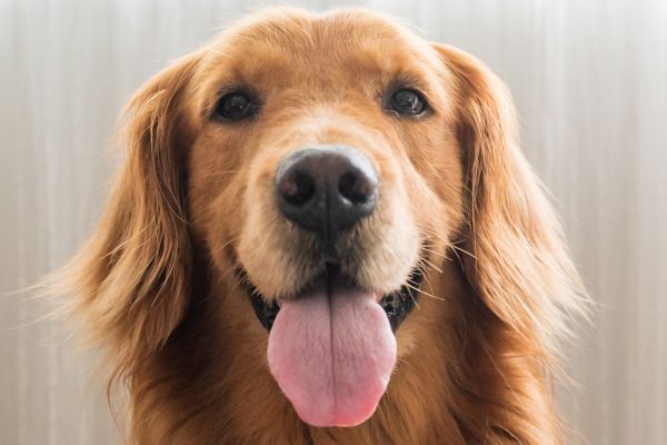 Beautiful Golden retriever close up