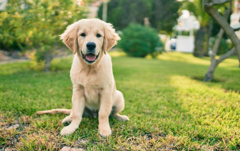 Beautiful and cute golden retriever puppy dog having fun at the park