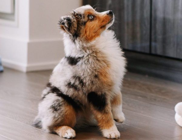 Australian shepherd puppy sits on the floor looking up at its owner