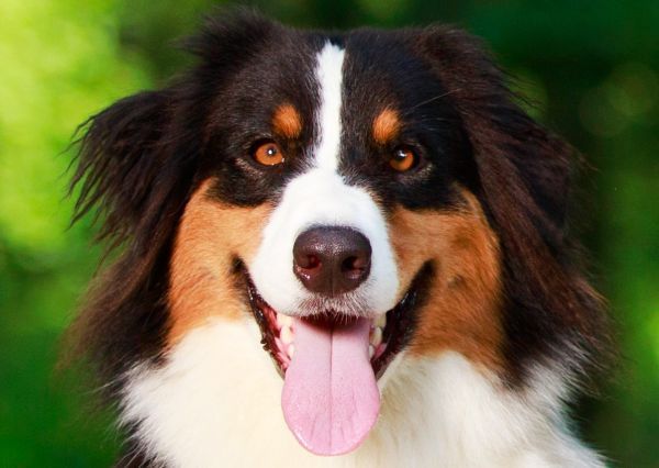 Close up of face of smiling Australian shepherd dog with tongue sticking out
