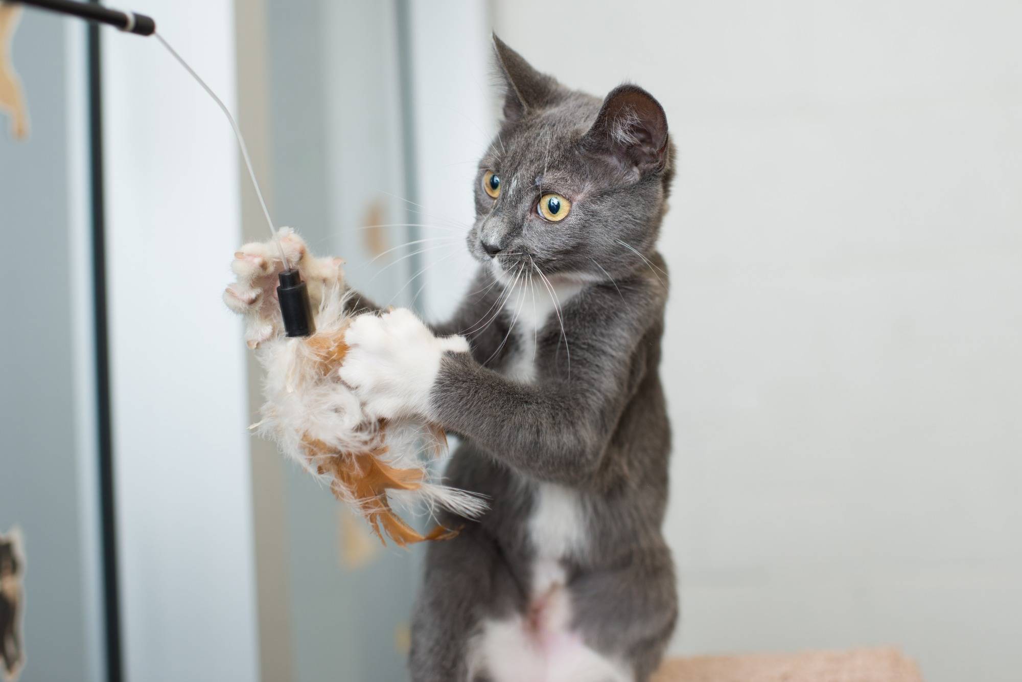 Why play is so important for your cat & tips on choosing the best toys