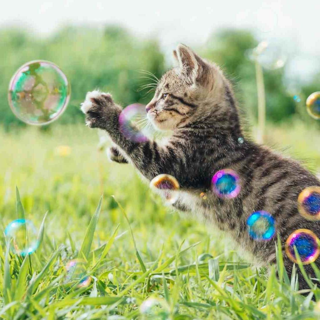 Kitten playing with soap bubbles on green field in summer, side view