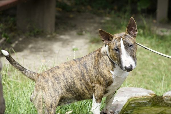 Brown Bull Terrier outdoors