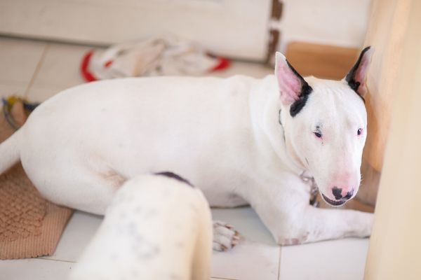Bull Terrier Dog lying indoors