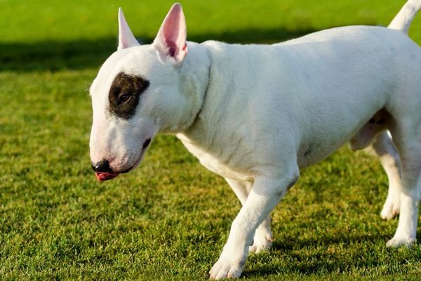 White Bull Terrier with a dark eye patch