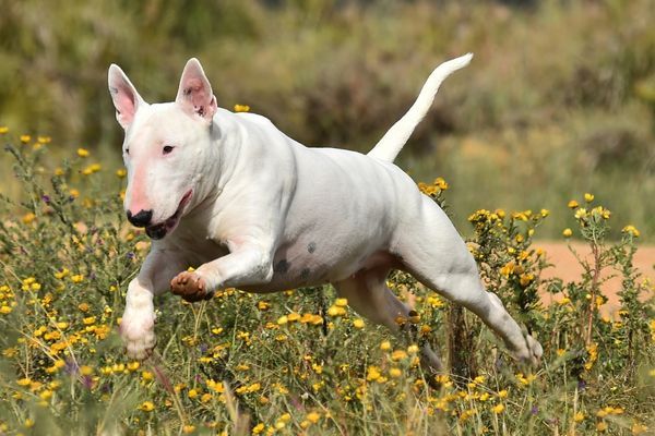 White Bull terrier running through the field