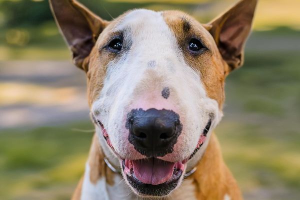 Close up of Smiling Bull Terrier Dog Outdoors