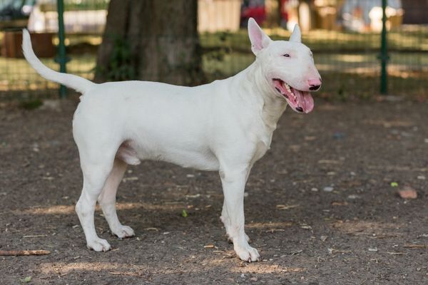 White Bull Terrier standing in profile