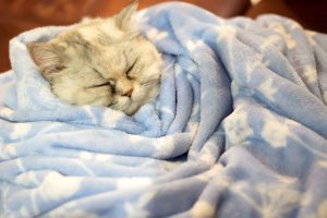 Why does my cat sleep more in winter?