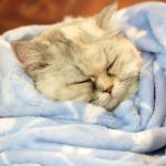 Top winter warmers for cats