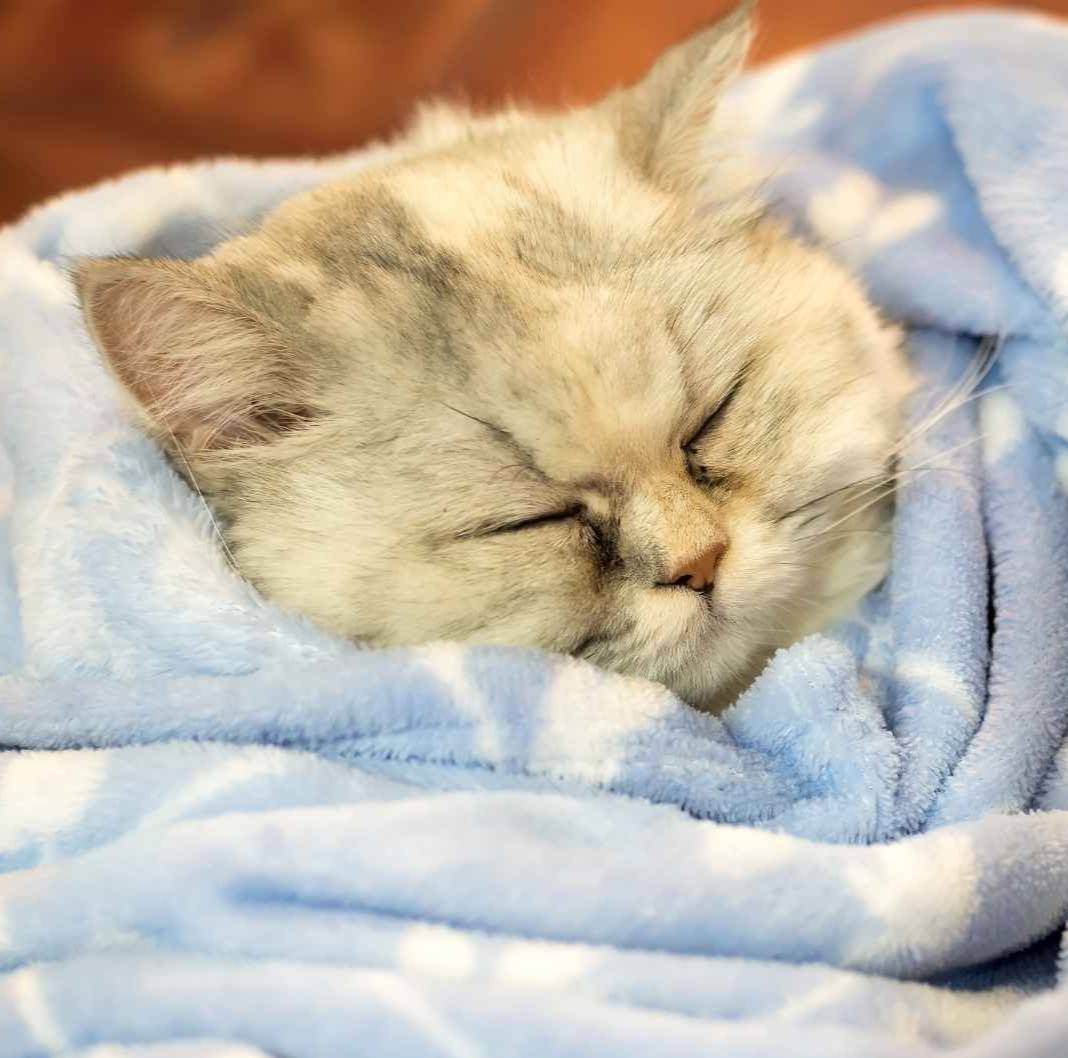 Close up face of cute chinchilla persian cat sleep rest on sofa bed with wrapped blanket because of weather