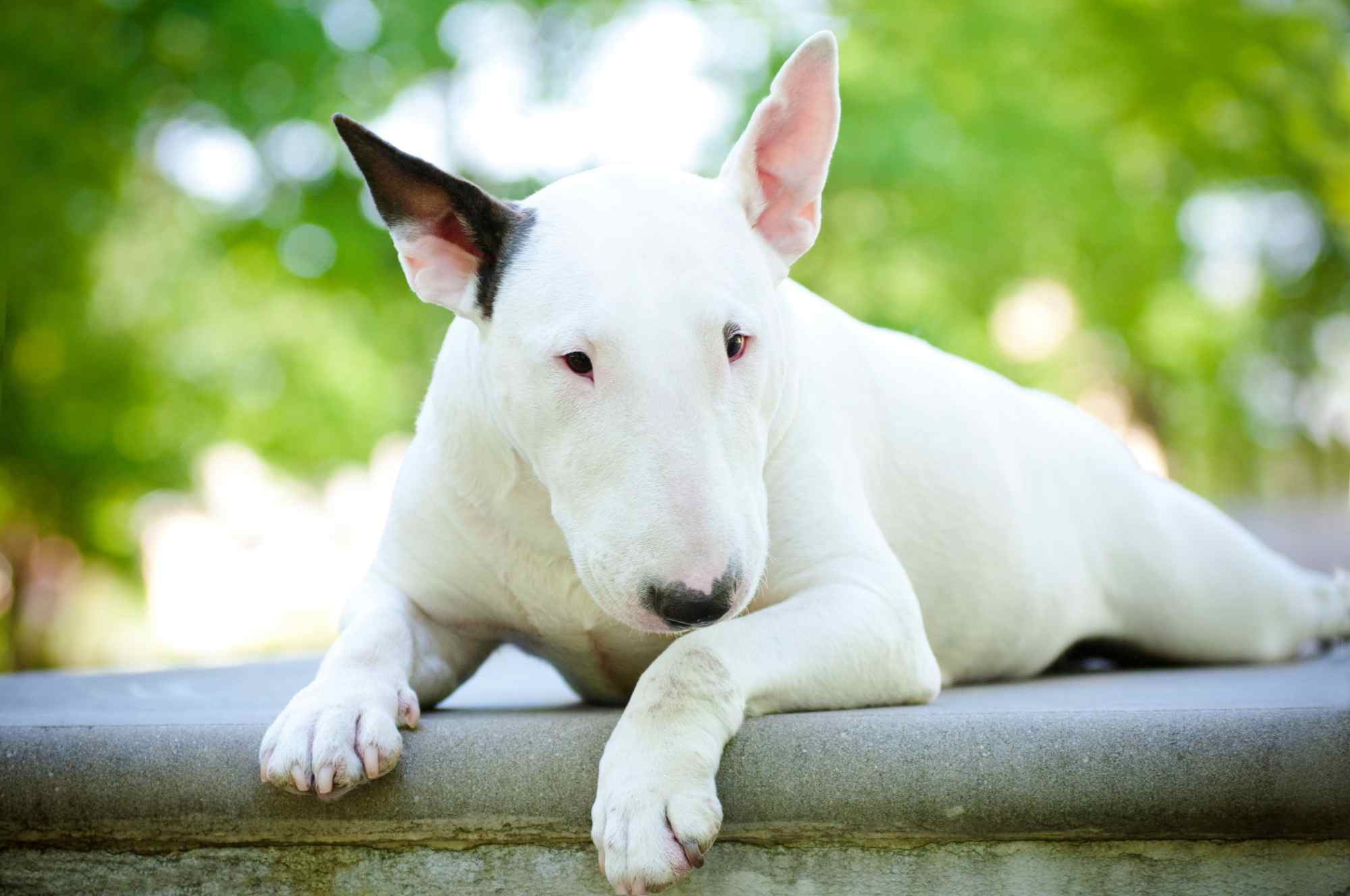 Bull terrier dog breed Bow Wow Meow