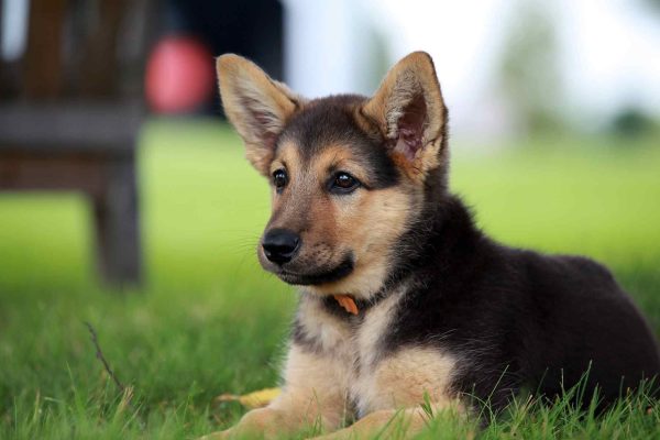 German Shepherd puppy lying outside on the grass