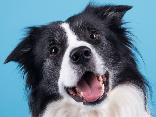adorable healthy and happy adult black and white border collie smiles for the camera