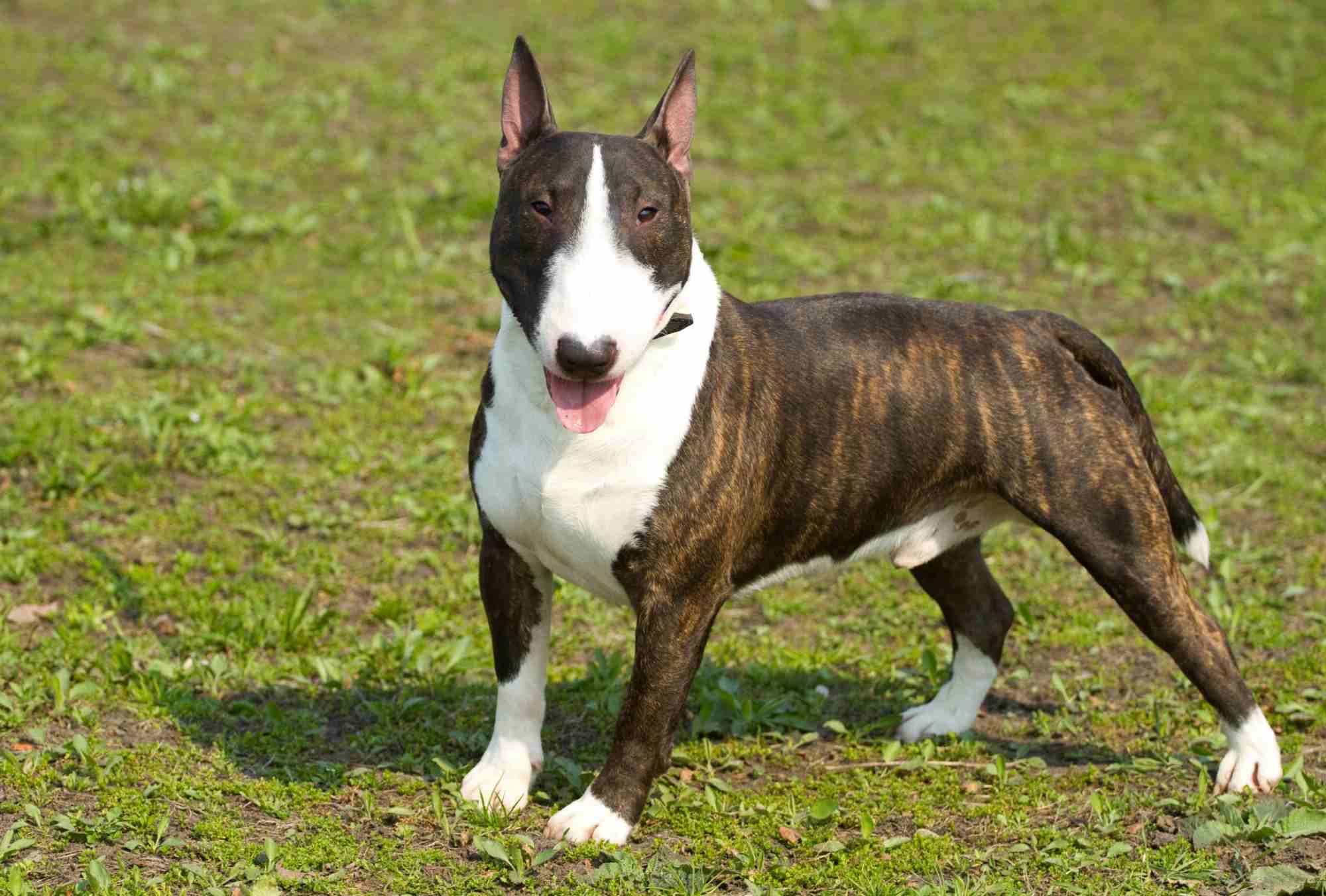 Bull Terrier Dog Breed Profile Personality Facts Bull Terrier Dog Breed Profile Personality Facts