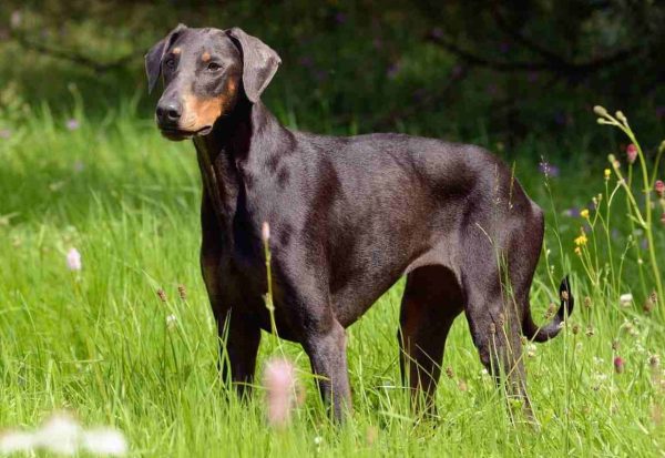 Doberman dog standing outside in the long grass