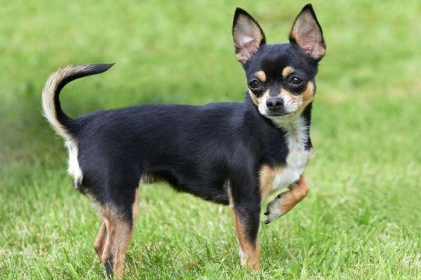 Black chihuahua stands on the grass with front paw raised