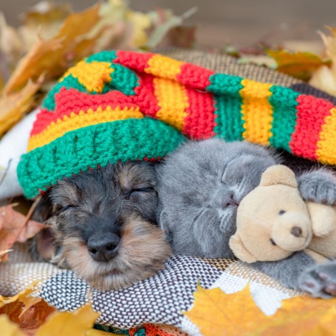 Dachshund puppy wearing warm hat and kitten hugging toy bear lie together under warm blanket in autumn foliage