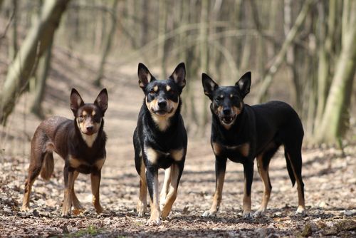 A family of three  australian kelpie dogs in a park