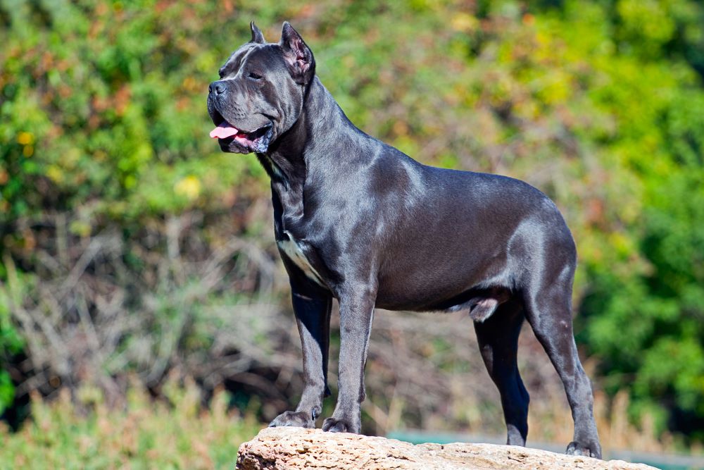 how much should you feed a puppy cane corso 8 moths