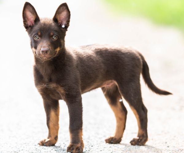 dark brown australian kelpie puppy standing at attention in a show stance on an outdoor path