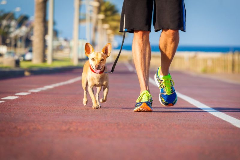Chihuahua dog and owner walking along the hot footpath on a summer's day