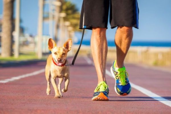 Chihuahua dog and owner walking along the hot footpath on a summer's day