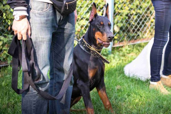 Dobermann and owner attending a training session