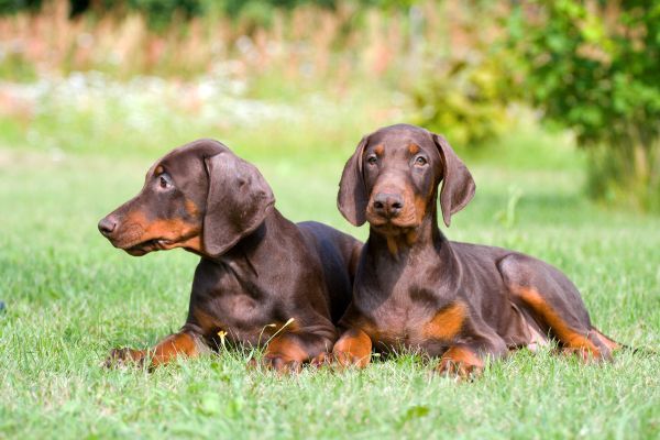 two young brown doberman puppys lie together outdoors on the grass