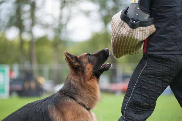 Working german shepherd in a training session with its handler