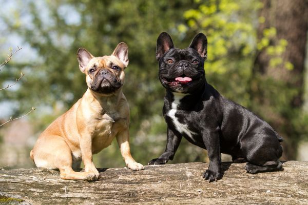 Two French bulldogs one tan and the other black sit together on a log outdoors