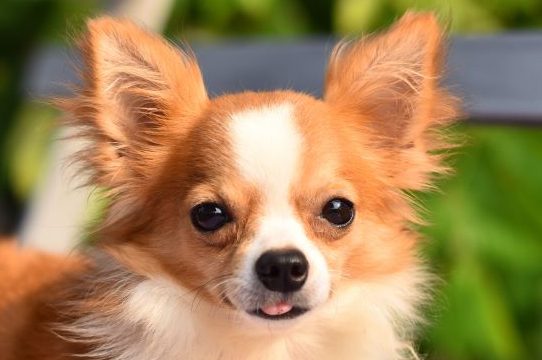 Chihuahua dog