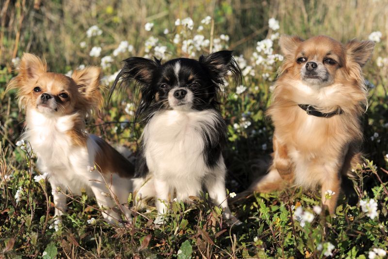 Three Chihuahuas sit in a row outdoors in a field of wildflowers
