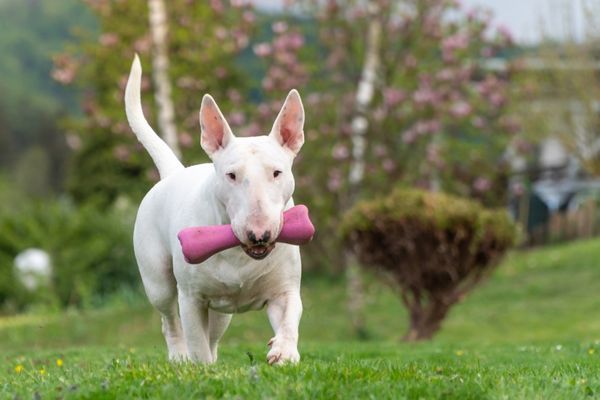 white bull terrier dog runs in the garden holding a toy in its mouth