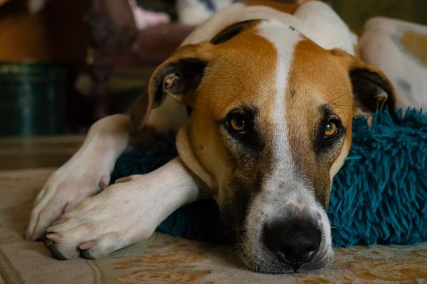 A bull arab dog lying on the floor and looking at the camera