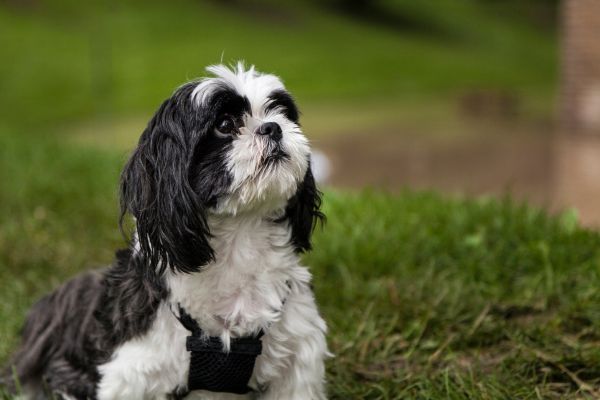 Black and white Maltese Shih Tzu dog outside in the garden