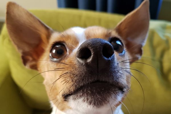 Mini Fox Terrier with big eyes
