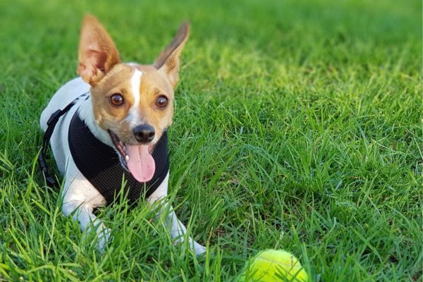 Mini fox terrier on green grass