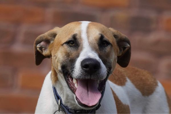 Portrait of a young bull arab dog smiling while looking at the camera
