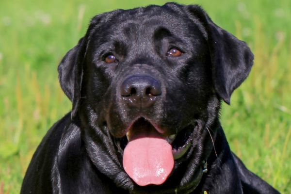 Close up of black Labrador Retriever dog on the grass