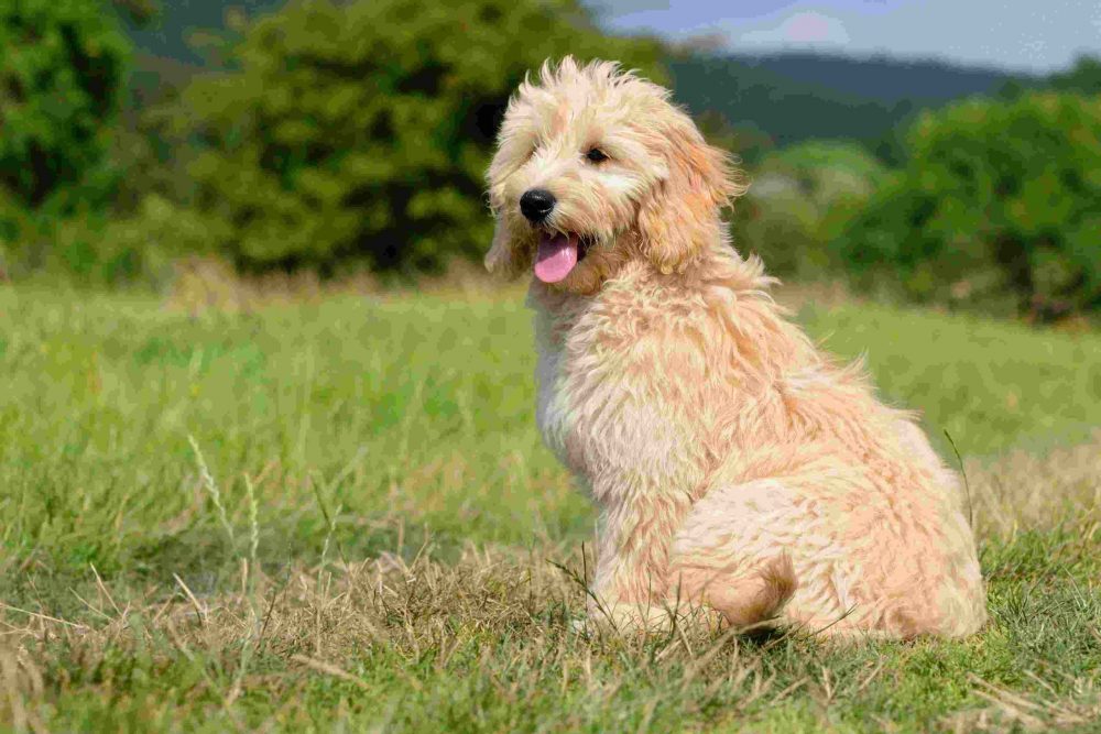 Goldendoodle Dog puppy 3 months designer dog, Poodle , Golden Retriever, breed