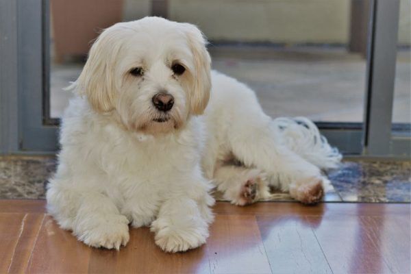 Cute looking Shih Tzu Maltese dog lies on the wooden floor inside