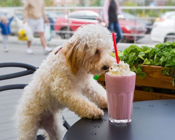 Dog breed maltipoo in a cafe eating whipped cream from the milkshake